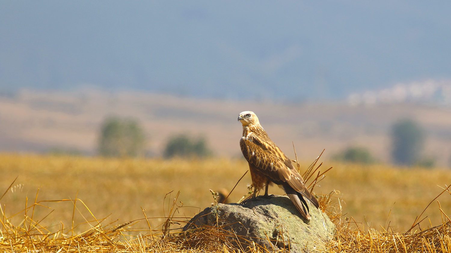 Long-legged Buzzard